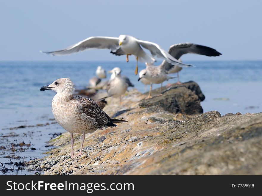 Seagulls on stone