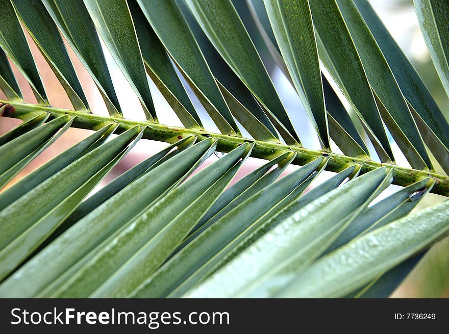 Close-up of a palm leaf texture. Close-up of a palm leaf texture