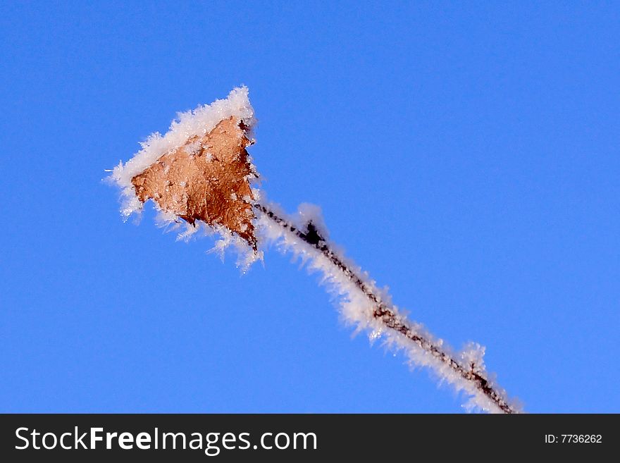 Winter landscape. Hoarfrost on a plant.