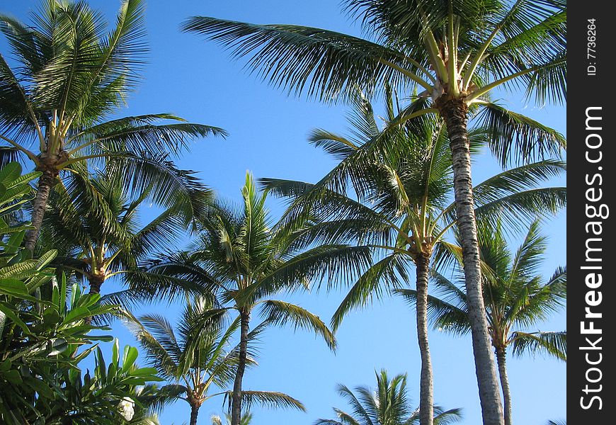 Under the exotic palm trees of Kauai