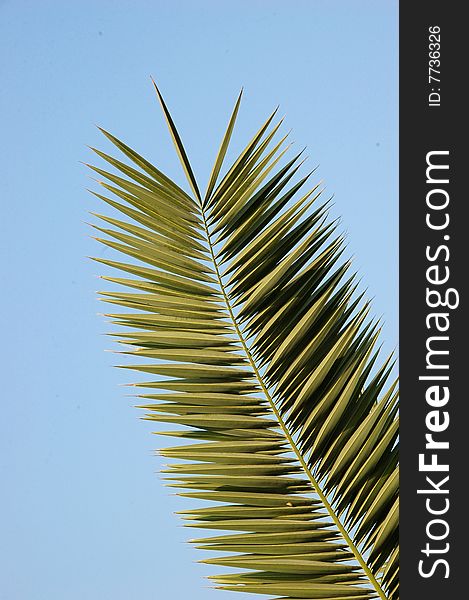 Green palm leaf on blue sky