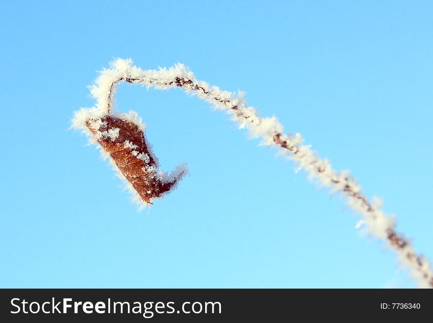 Winter landscape. Hoarfrost on a plant.