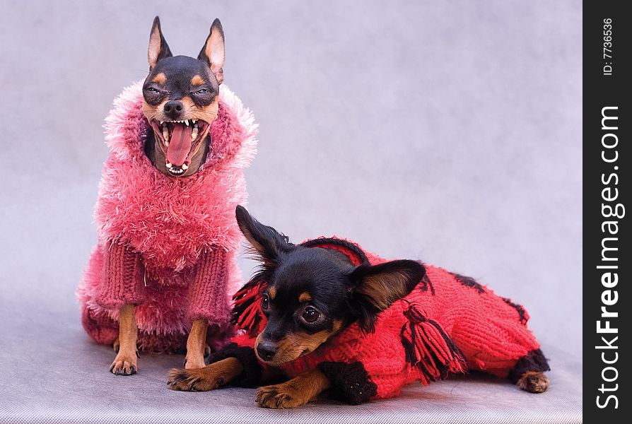 Two russian toy terriers in pink clothes