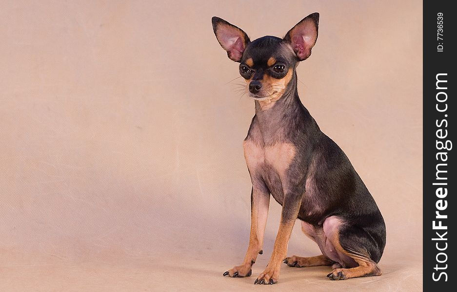 Russian toy terrier on pale background