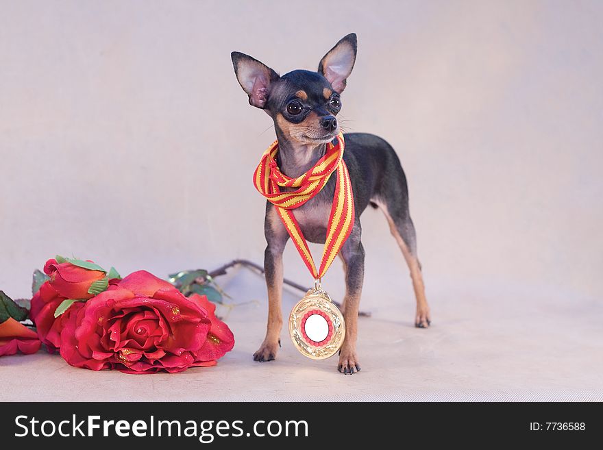 Russian toy terrier with roses