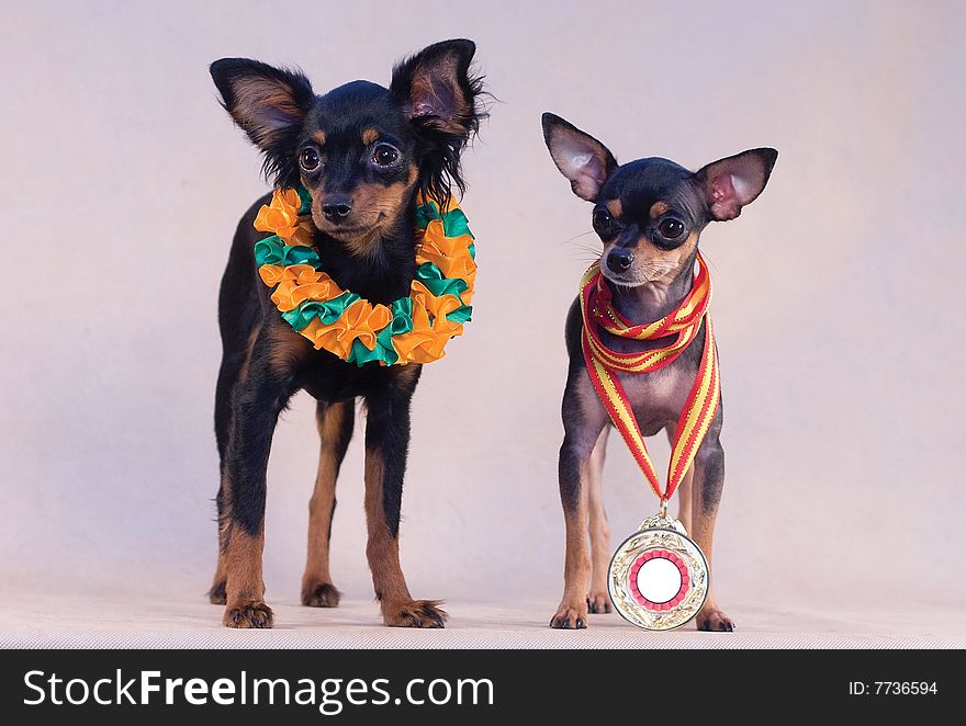 Two russian toy terriers dogs