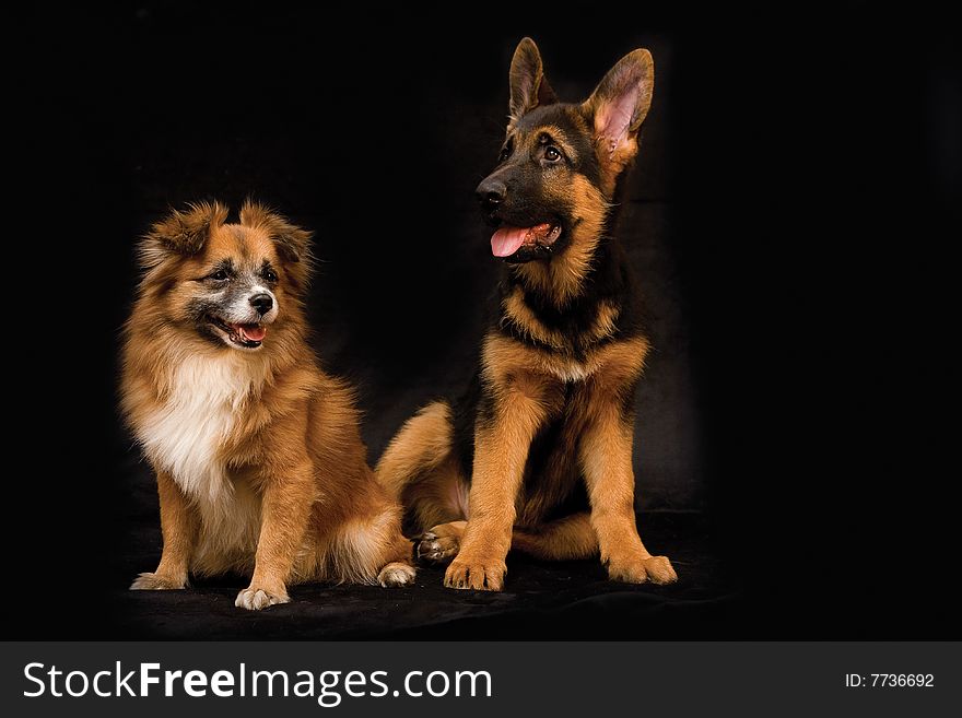 German Shepherd puppy and friend