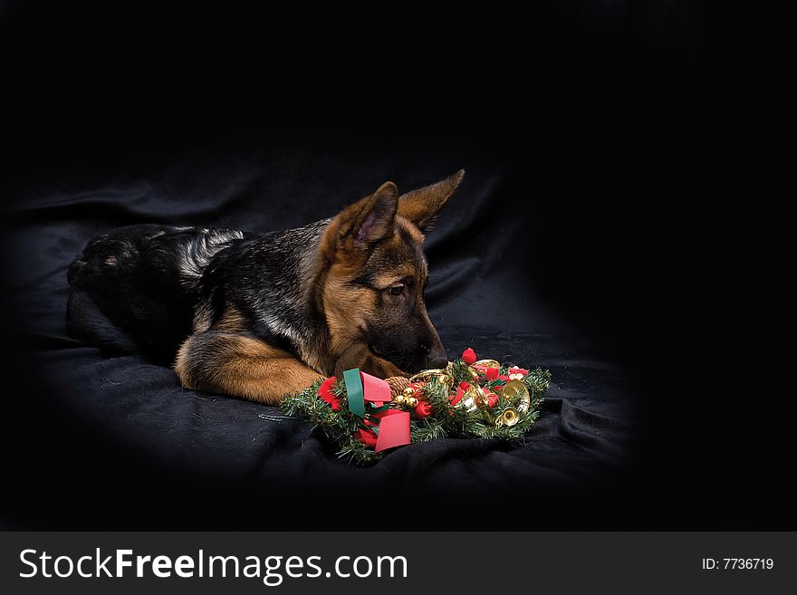 German Shepherd puppy with decoration