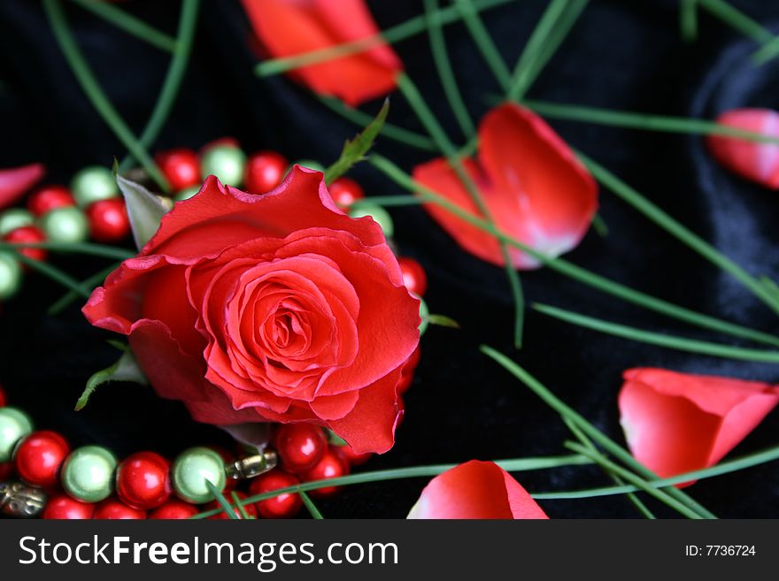 Valetines day rose with bracelet and petals. Valetines day rose with bracelet and petals