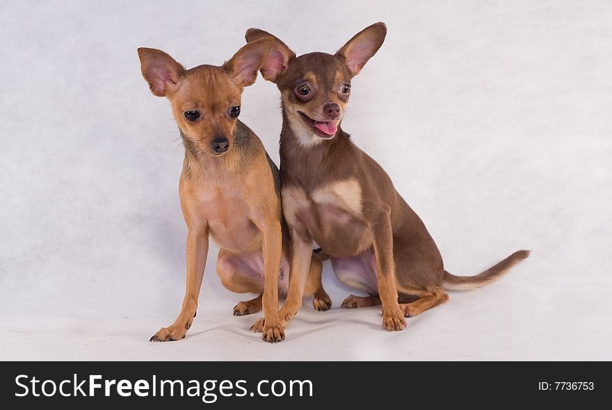 Two russian toy terriers on light grey background