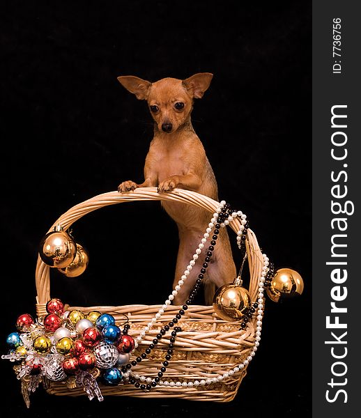 Russian toy dog in the decorated basket on black background. Russian toy dog in the decorated basket on black background