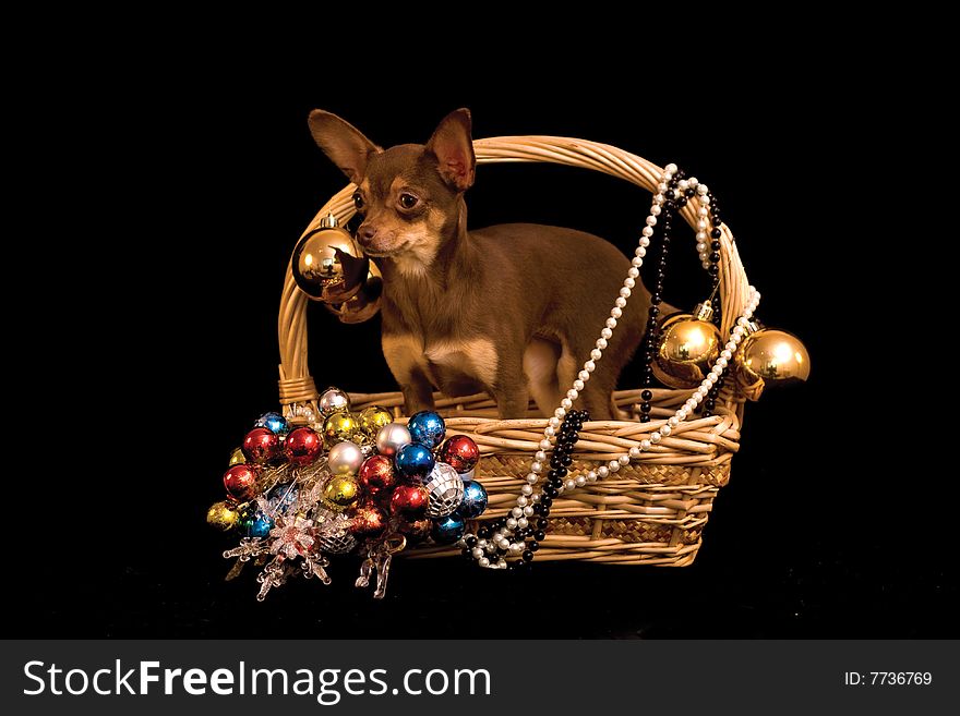 Russian toy dog in the decorated basket on black background. Russian toy dog in the decorated basket on black background