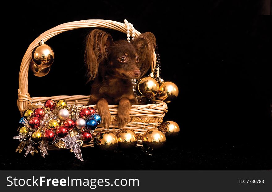Russian toy dog in the decorated basket on black background. Russian toy dog in the decorated basket on black background