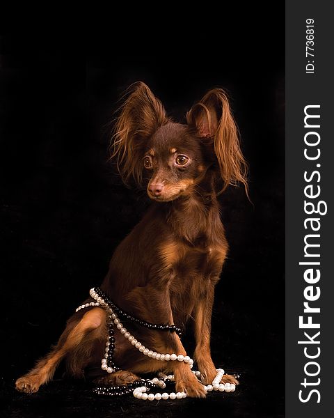 Russian toy terrier with simulated perls on black background