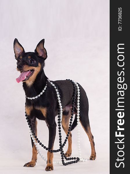 Russian toy terrier with simulated perls