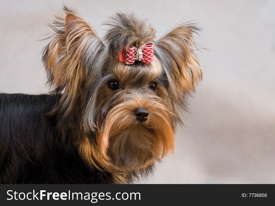 Yorkshire Terrier On Grey Background