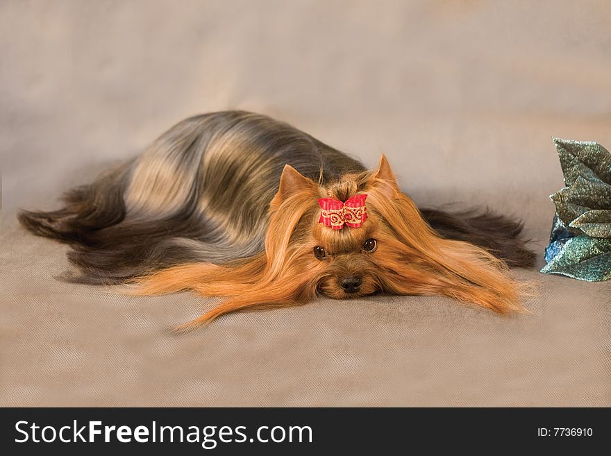 Yorkshire terrier on grey background