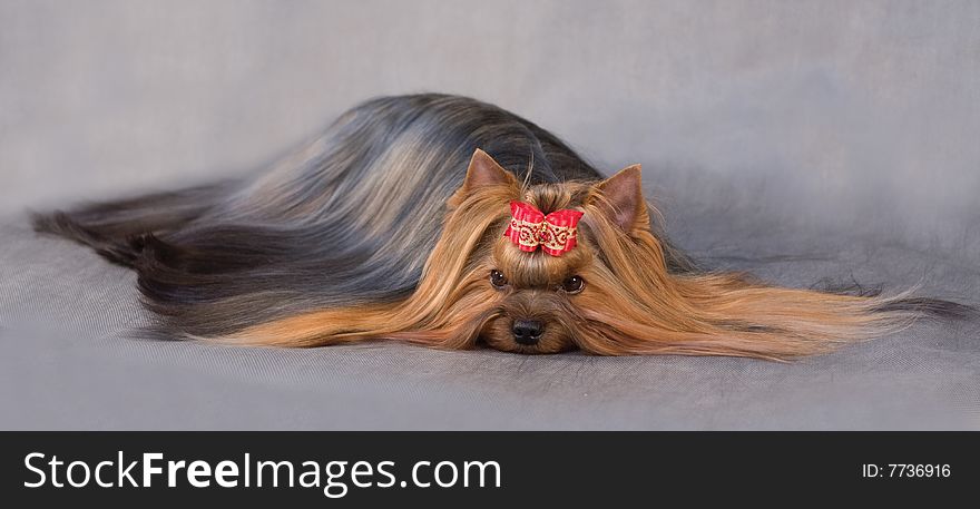 Yorkshire terrier on grey background