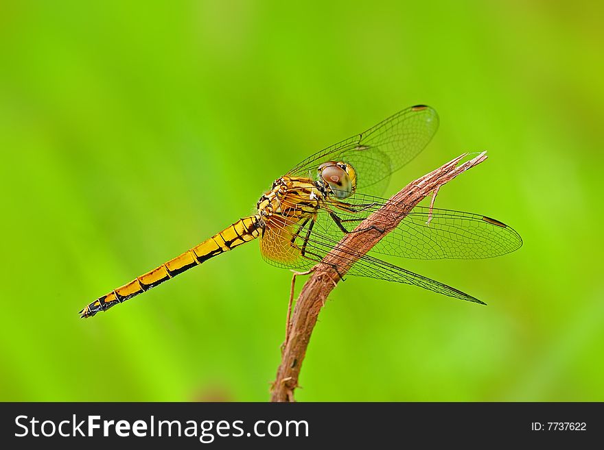 Yellow dragonfly in the park