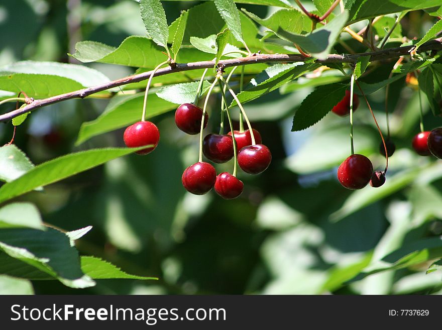 Juicy cherry branch , a reminder of summer