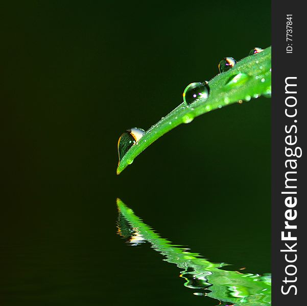 Dew drop on a blade of grass. Dew drop on a blade of grass