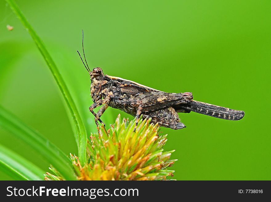 Brown Grasshopper In The Park