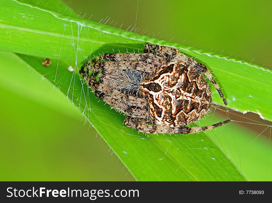 Brown legged spider in the parks