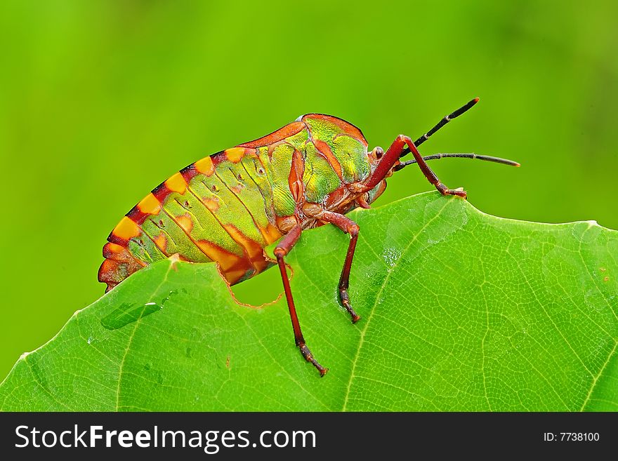 Colorful stink bug in the park