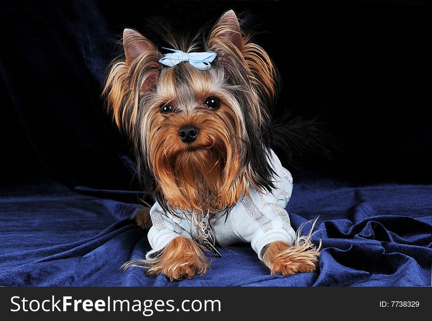 Dressed yorkshire terrier lying on dark blue velvet. Dressed yorkshire terrier lying on dark blue velvet