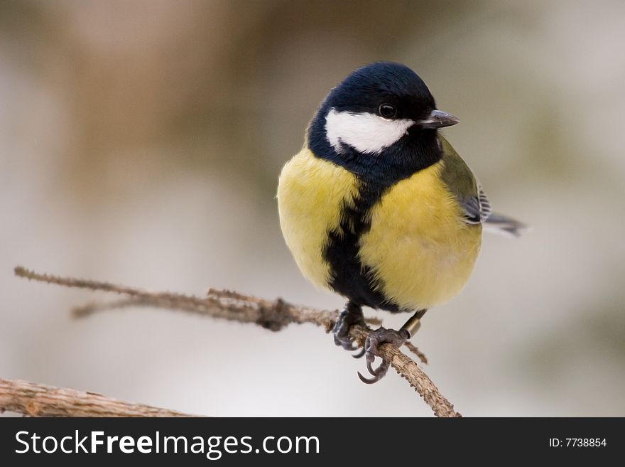 The Great Tit (Parus major) is a passerine bird in the tit family Paridae