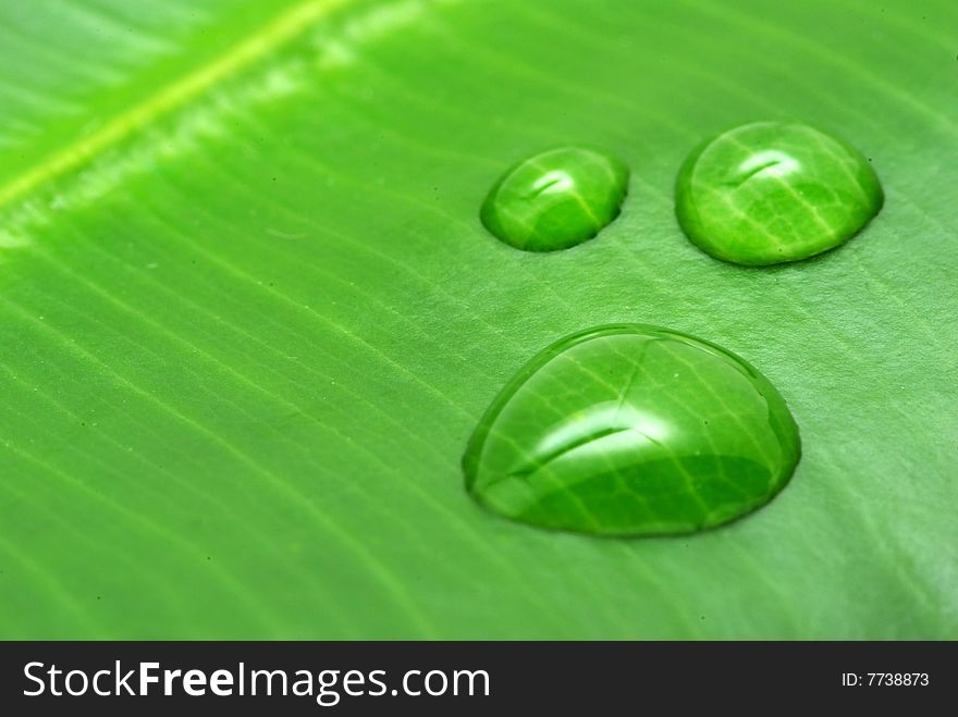Drops on green plant leaf. Drops on green plant leaf