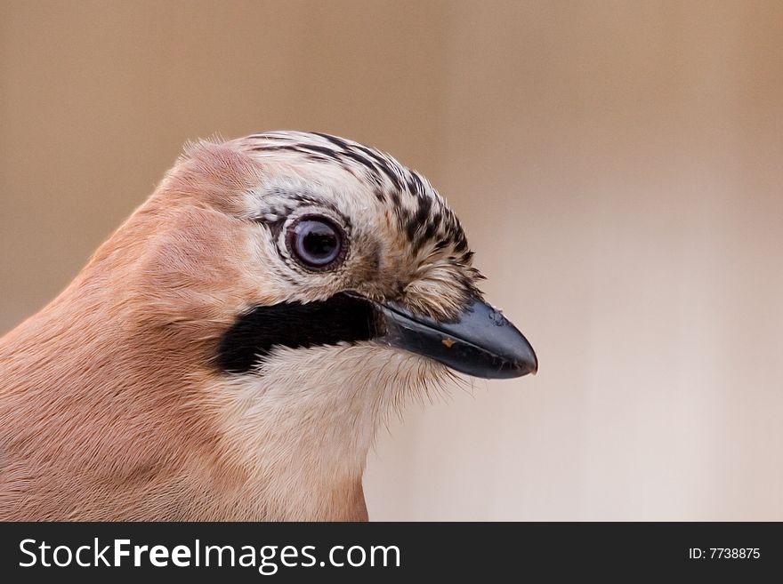 Eurasian Jay