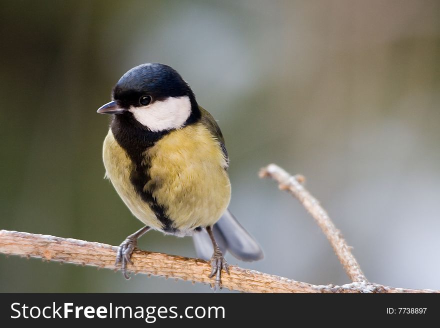 The Great Tit (Parus major) is a passerine bird in the tit family Paridae