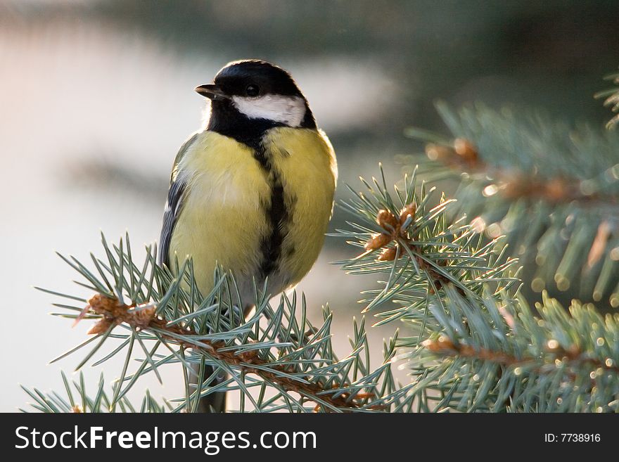 The Great Tit (Parus major) is a passerine bird in the tit family Paridae