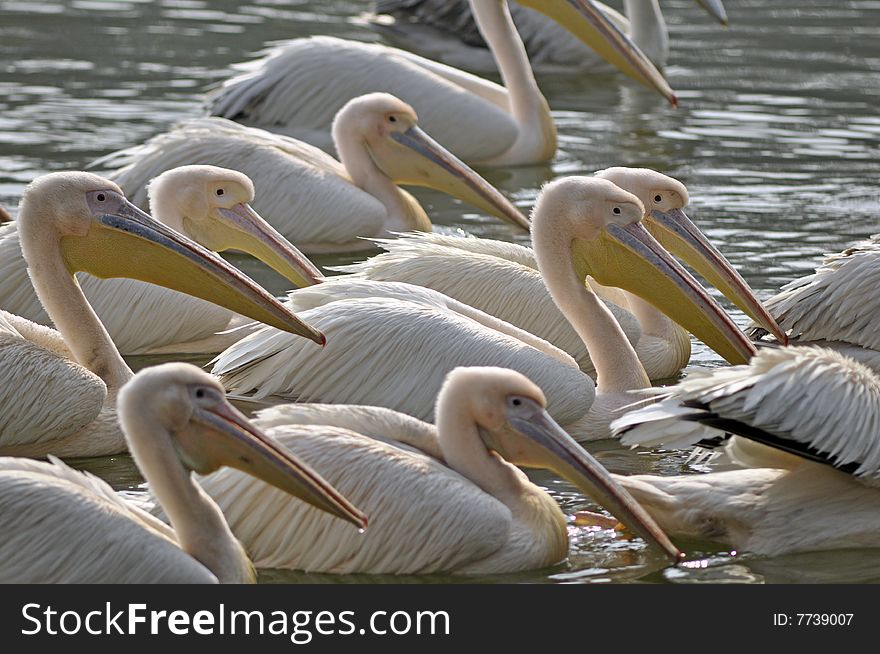 A small flock of Rosy pelicans in the shimmering waters of a wetland.