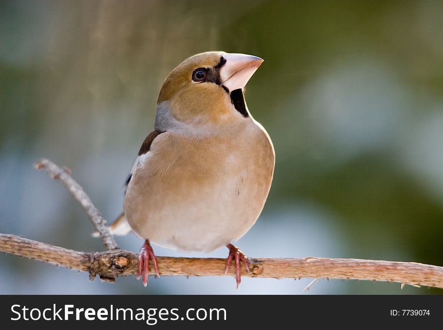 The Hawfinch, Coccothraustes coccothraustes, is a passerine bird in the finch family Fringillidae