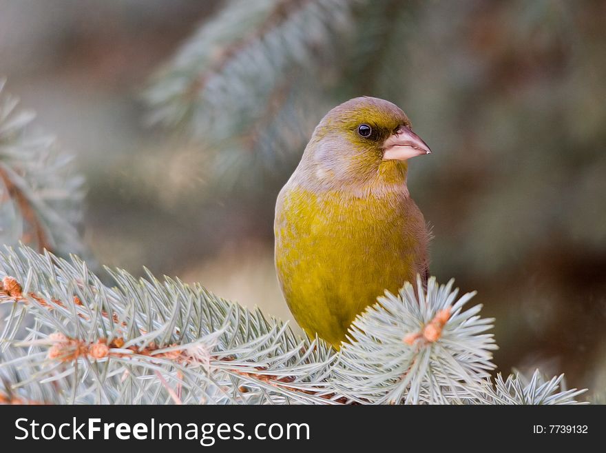 The Greenfinch, is a small passerine bird in the finch family Fringillidae