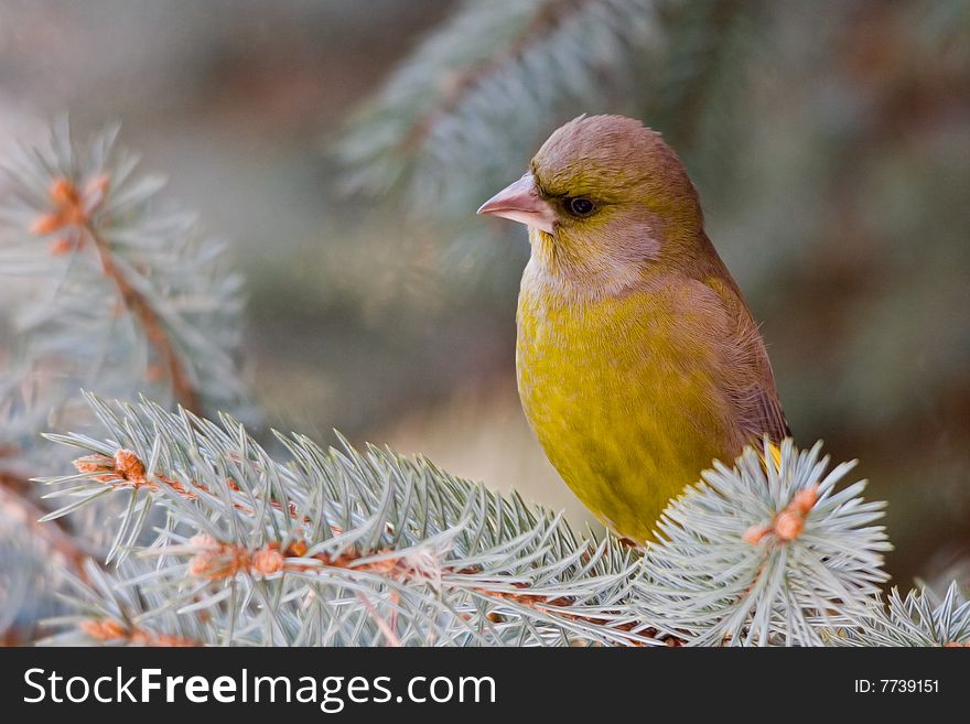 The Greenfinch, is a small passerine bird in the finch family Fringillidae