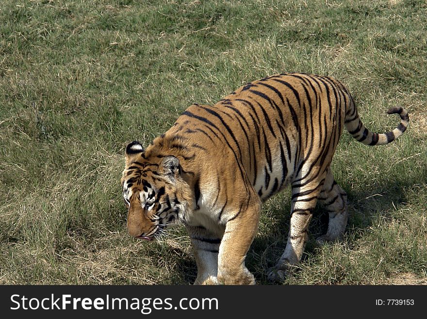 Royal bengal tiger shows its bright stripes.