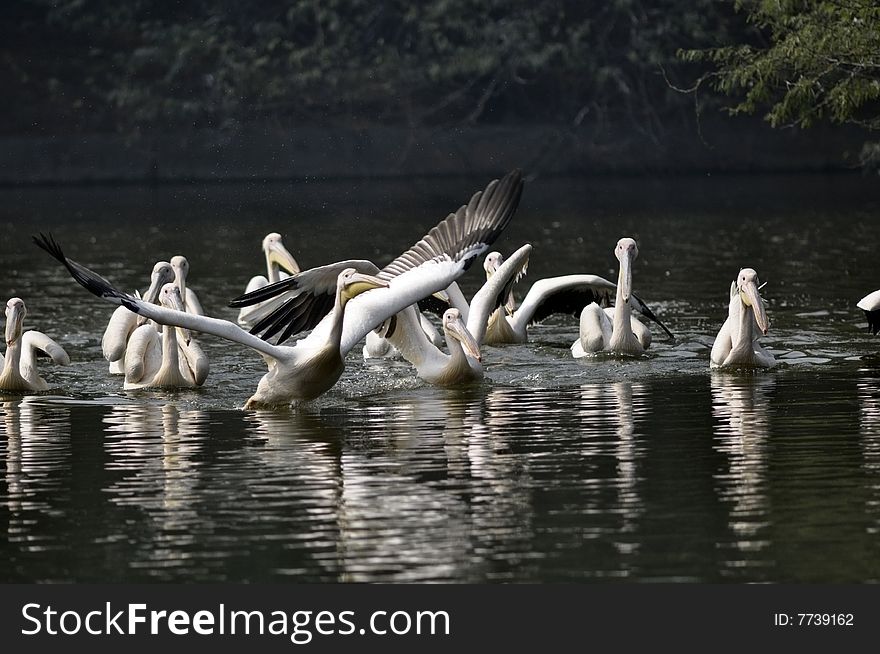 Rosy Pelican