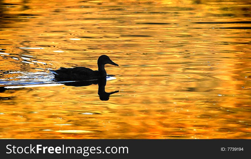 Silhouette of Duck Swimming on a Golden Pond. Silhouette of Duck Swimming on a Golden Pond