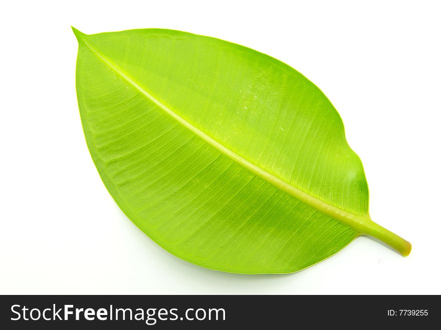 Green leaf isolated on a white. Green leaf isolated on a white