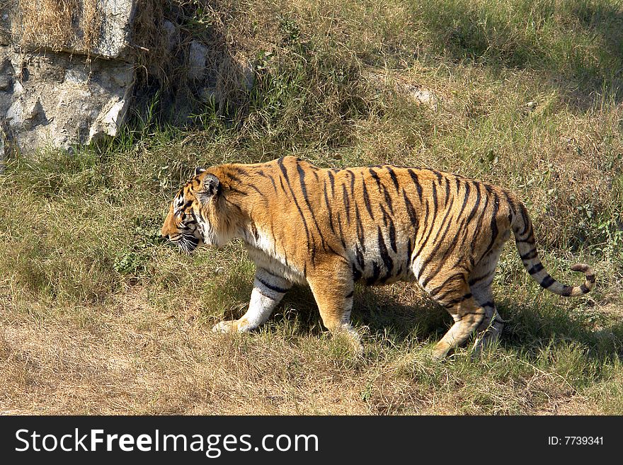 Royal bengal tiger shows its bright stripes.