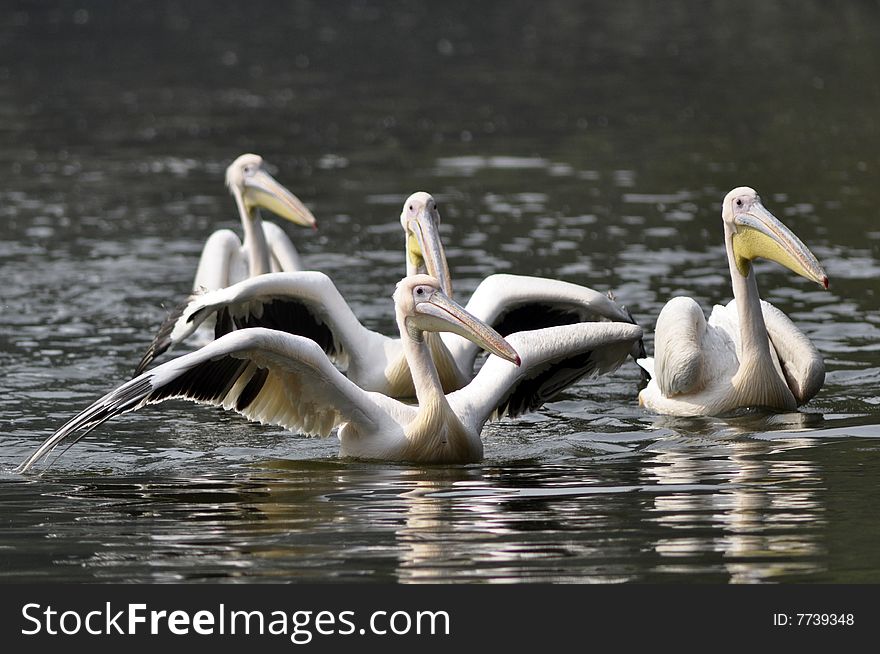 A small flock of Rosy pelicans in the shimmering waters of a wetland.