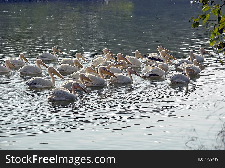 A small flock of Rosy pelicans in the shimmering waters of a wetland.