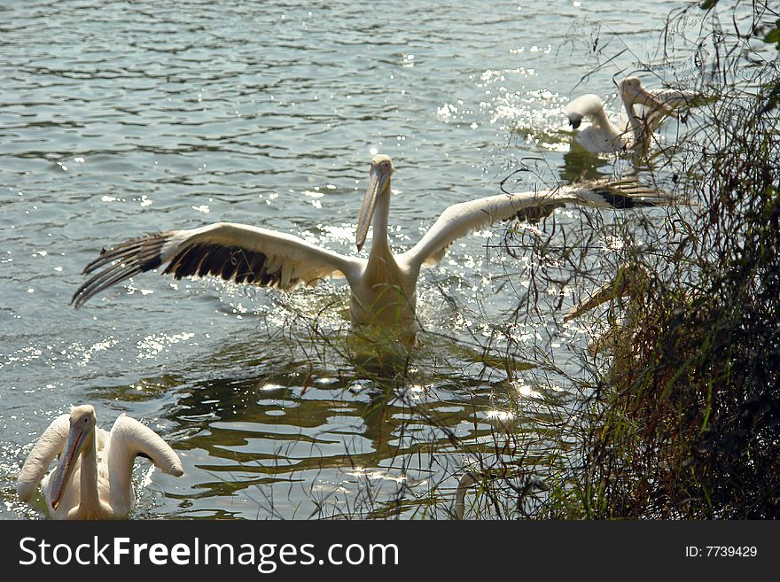 Rosy pelican taking off in the shimmering waters of a wetland.