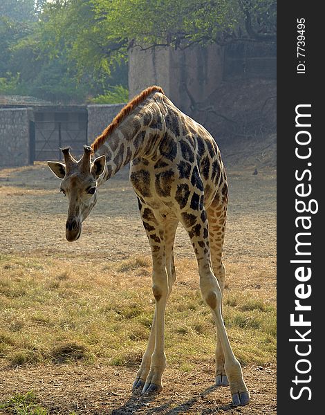 Portrait of a Giraffe in the local zoo.