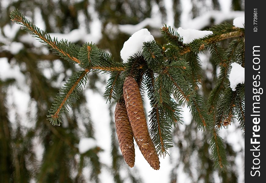 Beautiful seasonal snow on pine cone