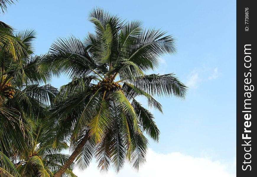 Coconut tree with clouds and sky