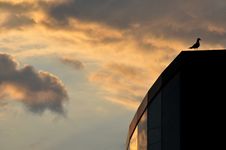 Bird On A Building At Sunset Royalty Free Stock Photo